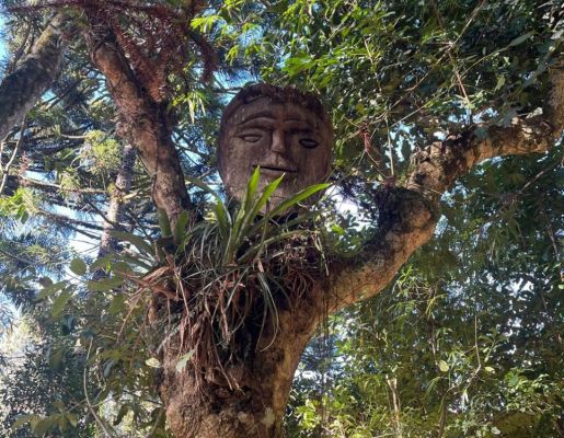 Foto - Processo Histórico da erva mate.