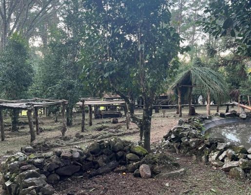 Foto - Processo Histórico da erva mate.