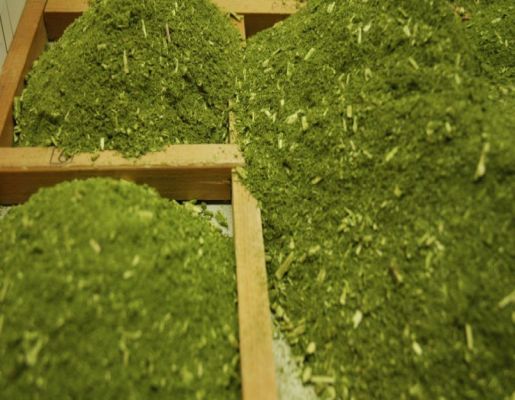 Rota turística da erva-mate será lançada na próxima semana e vai incluir sete cidades do Vale do Taquari
